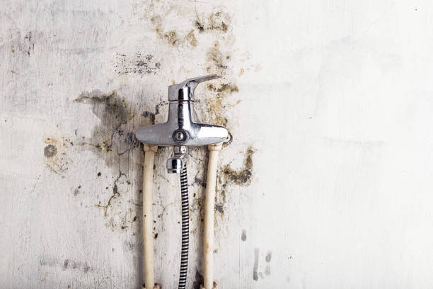 Best Affordable Mold Removal  in Troy, TN