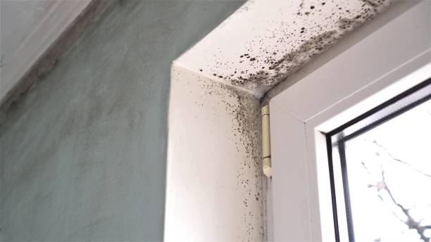 Best Residential Mold Removal  in Troy, TN