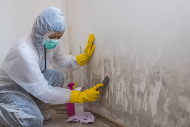 Best Toxic Mold Removal  in Troy, TN