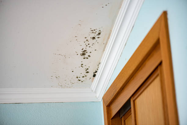 Best Residential Mold Removal  in Troy, TN