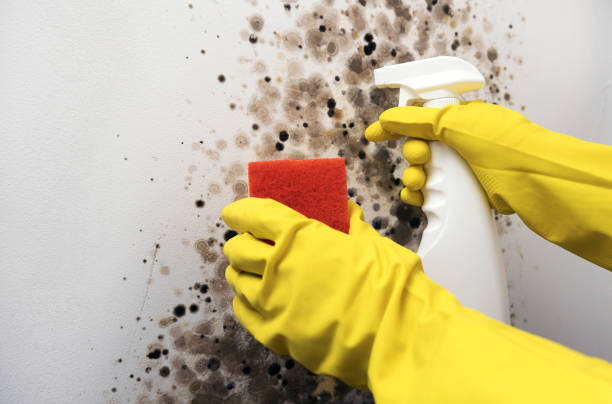 Best Mold Remediation Services  in Troy, TN