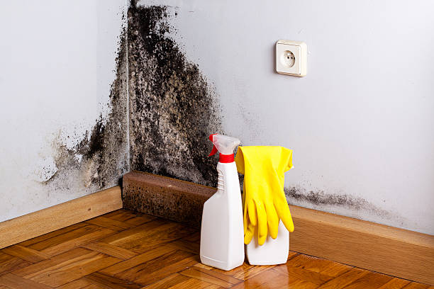 Office Mold Removal Services in Troy, TN