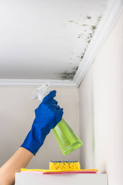 Best Commercial Mold Removal  in Troy, TN